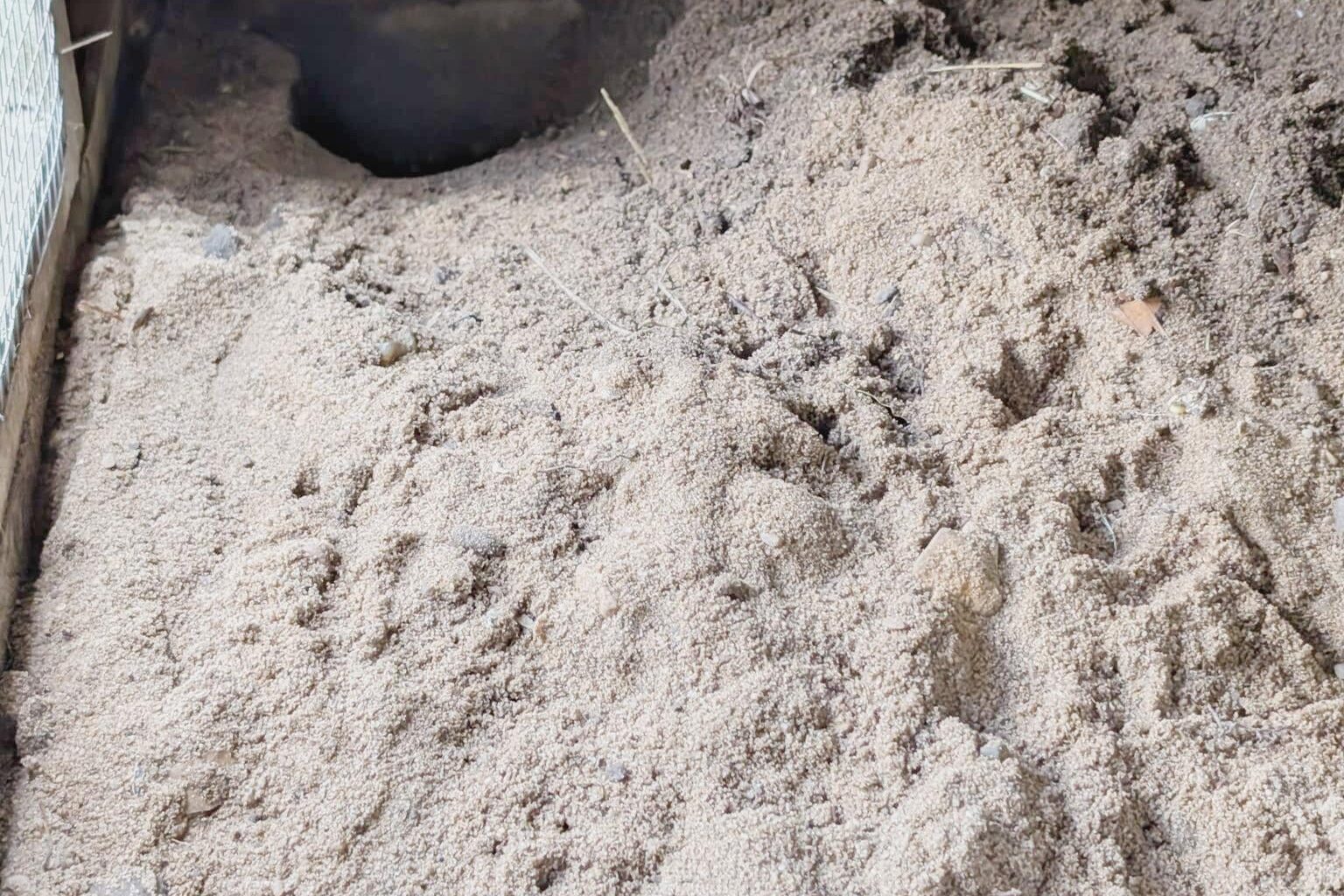 Welches Tier hat sich dieses Loch in den Hühnerstall gegraben?