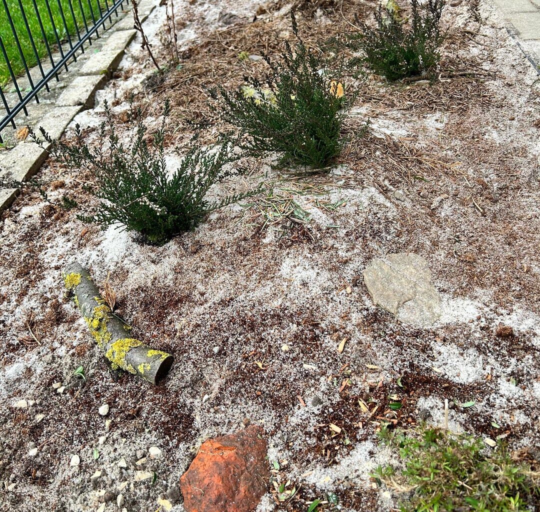 Kurz vor knapp Heidebeet und Dünebeet angelegt