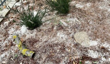 Kurz vor knapp Heidebeet und Dünebeet angelegt