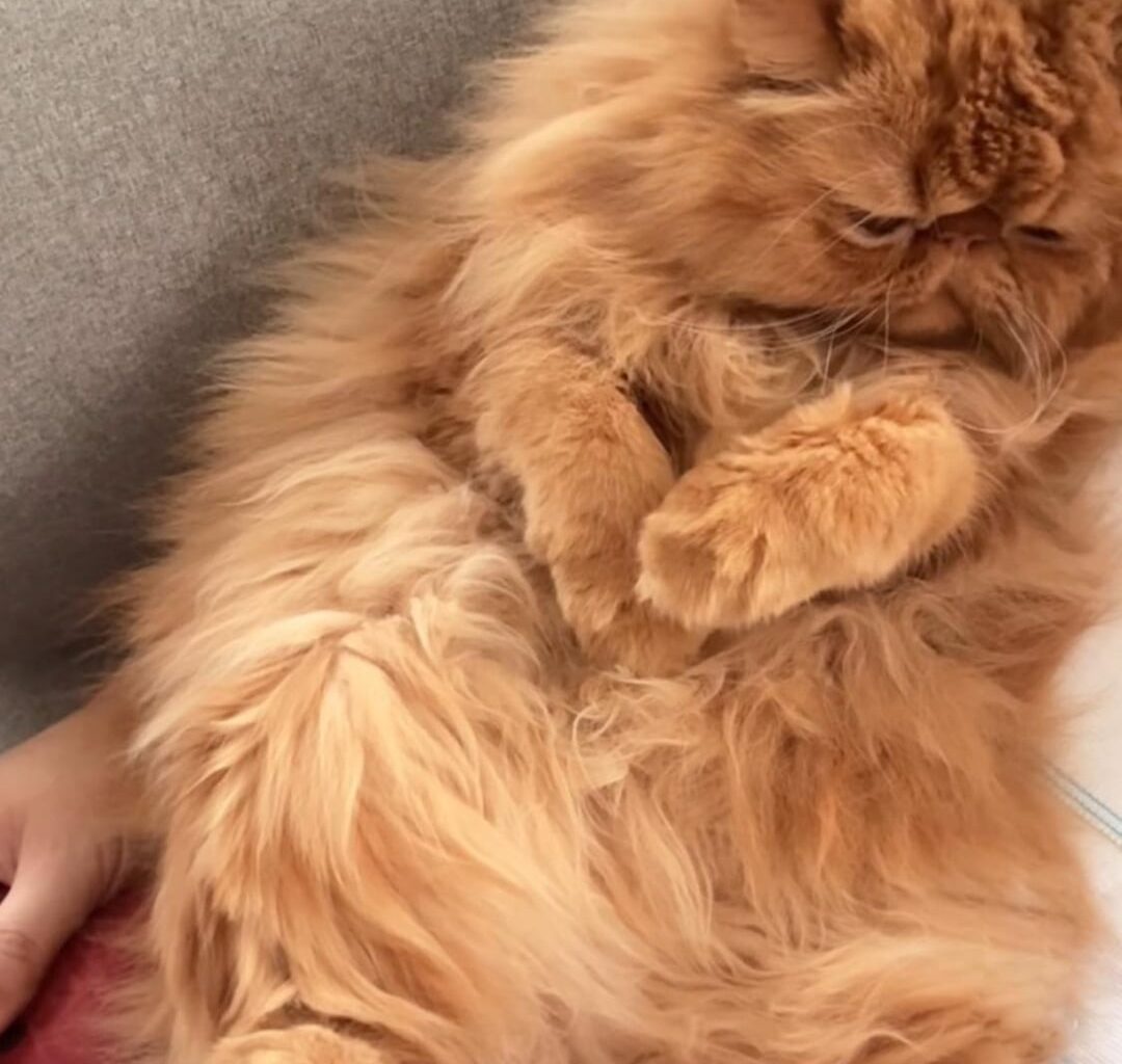 На Гарфилд му се спинка😍… Ленив персиец🥹