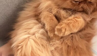 На Гарфилд му се спинка😍… Ленив персиец🥹