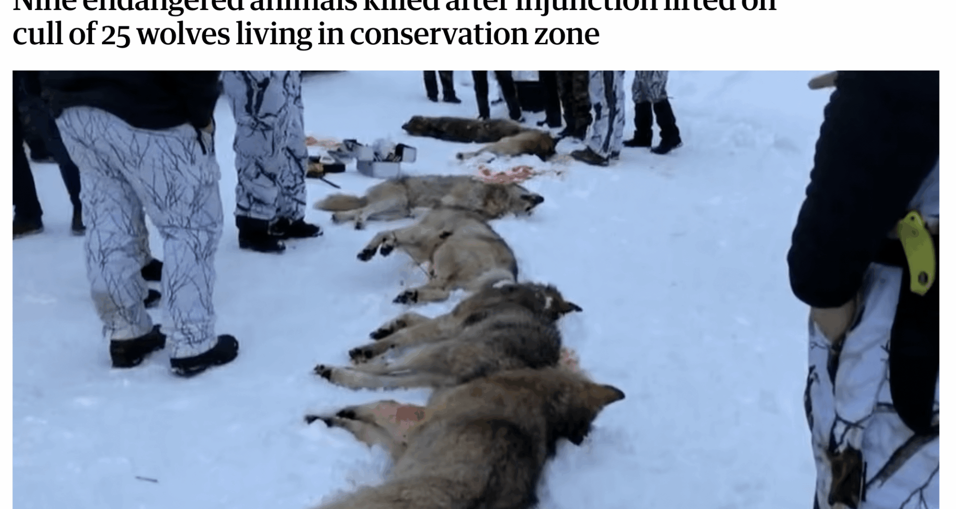 Wolf woes: in Europe, an estimated 60% of all wolf deaths are due to illegal hunting, even though the wolf is a protected species under EU law. Counting legal hunting and roadkill, ~86% of all wolf deaths in Europe are caused by humans. These percentages are far higher than for North America / USA