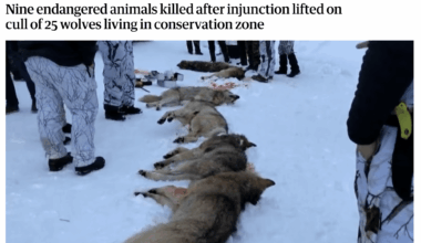 Wolf woes: in Europe, an estimated 60% of all wolf deaths are due to illegal hunting, even though the wolf is a protected species under EU law. Counting legal hunting and roadkill, ~86% of all wolf deaths in Europe are caused by humans. These percentages are far higher than for North America / USA