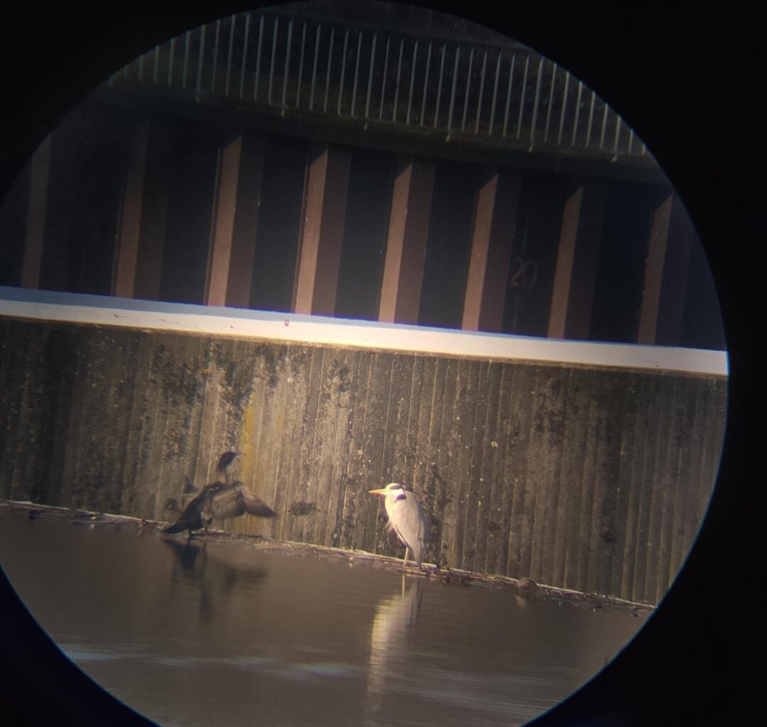 Kormoran & Graureiher