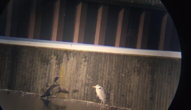 Kormoran & Graureiher