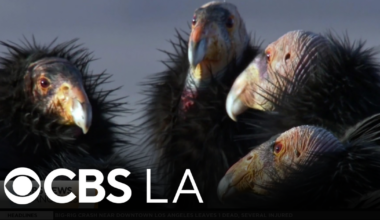 San Diego Zoo continues fight to save rare California Condor population