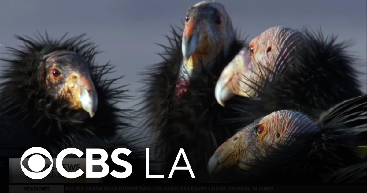 San Diego Zoo continues fight to save rare California Condor population