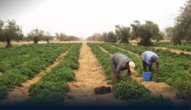 International Organization for Migration: Climate change pressures migrant agricultural workers in Libya