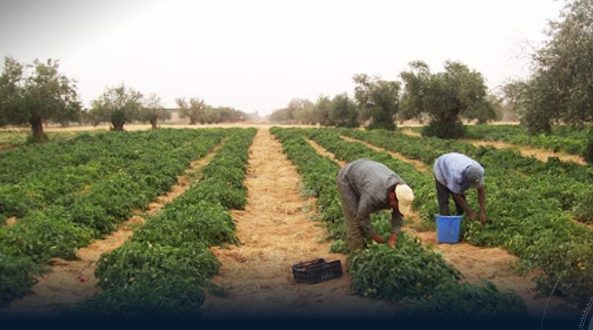 International Organization for Migration: Climate change pressures migrant agricultural workers in Libya