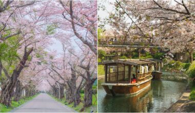 When & Where to See Sakura