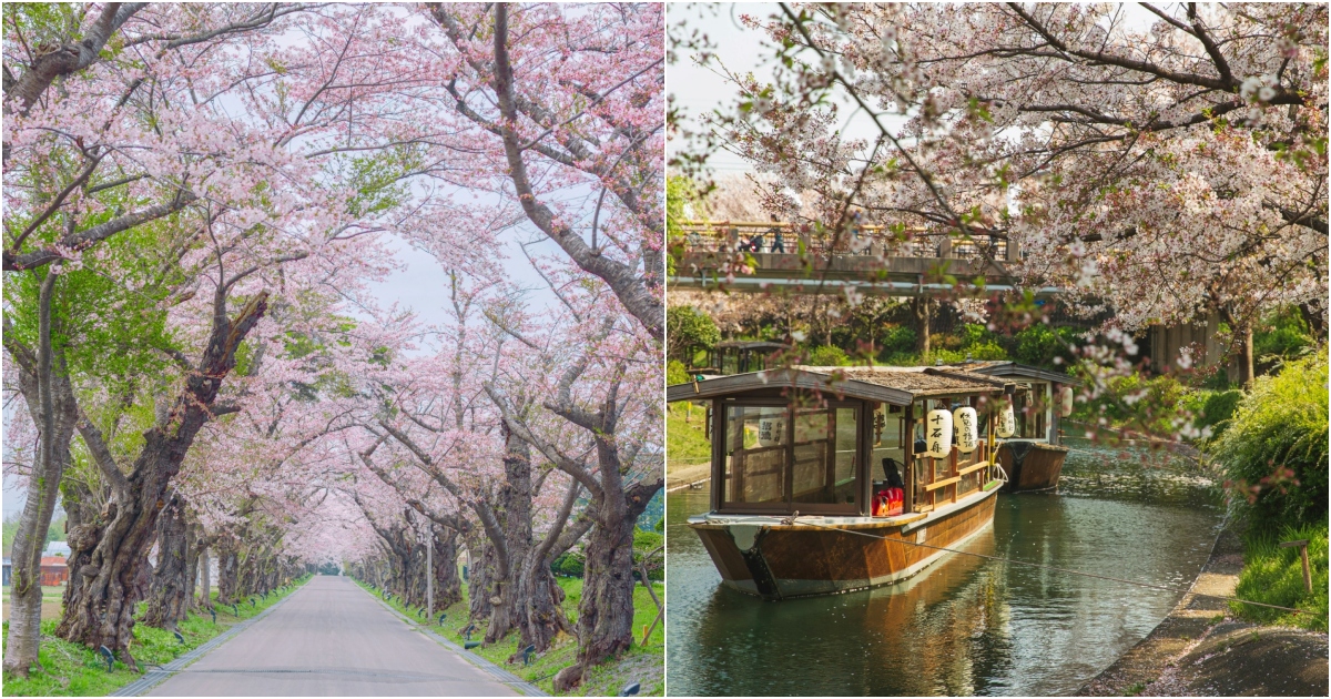 When & Where to See Sakura