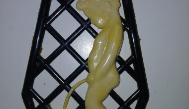 Vă mai amintiți de chestia asta de pe ușa de la baie?