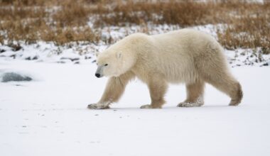 Polar bears are adapting to climate change at a genetic level – and it could help them avoid extinction