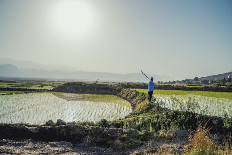 A farmer stands on a narrow strip of earth with flooded rice fields on either side. Mountains are in the distance.