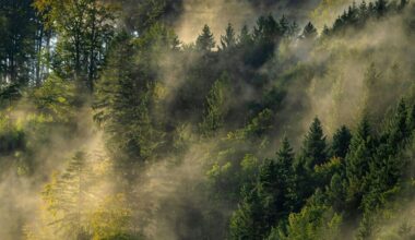 56 million years ago, the Earth suddenly heated up – and many plants stopped working properly