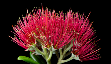 Most of NZ’s flowering plants grow nowhere else – and Christmas falls in peak blooming season