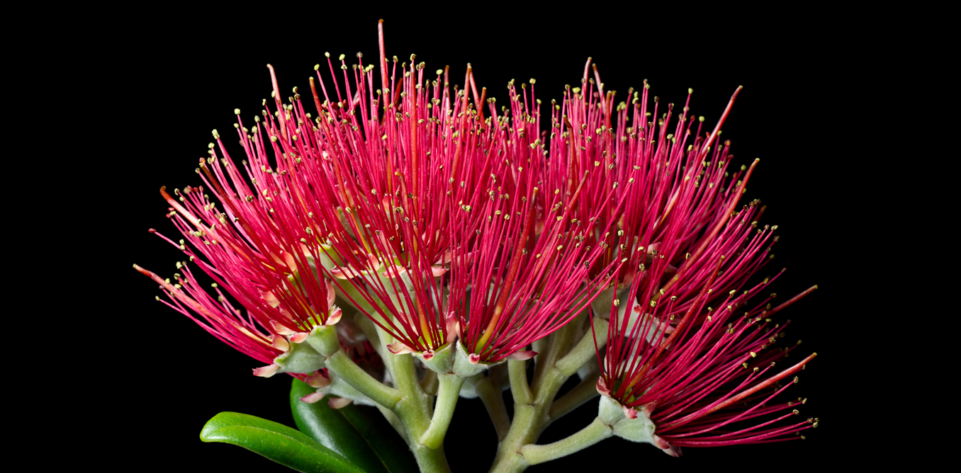 Most of NZ’s flowering plants grow nowhere else – and Christmas falls in peak blooming season