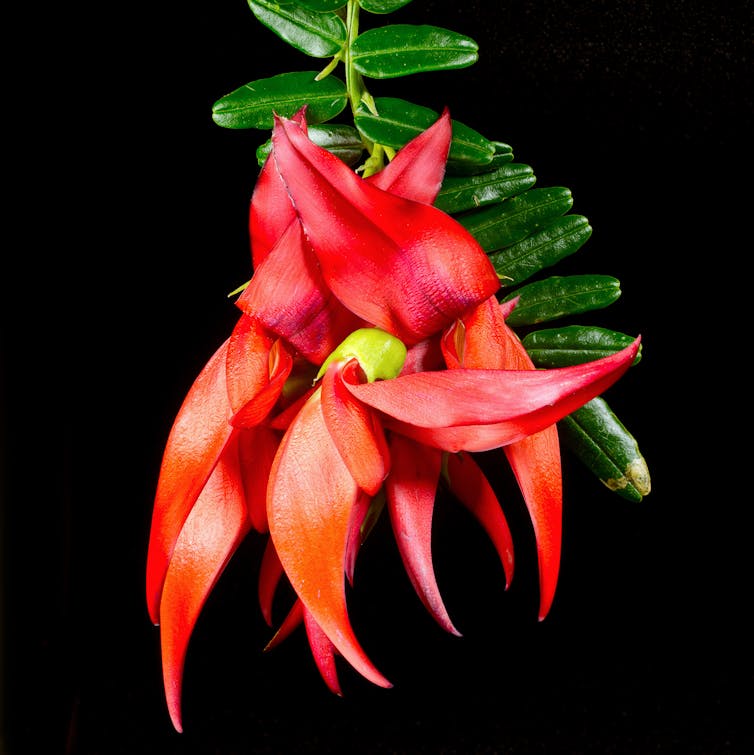 Ngutukākā flower cluster.