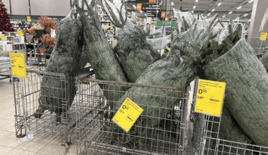 kaip liūdna, jog vieną dieną visiems reikia eglučių, o kitą dieną..