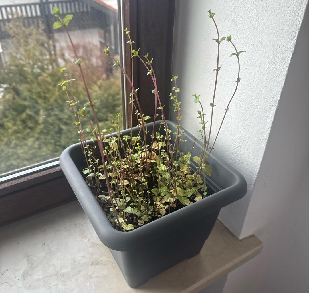 Wie kann ich diese Minze pflegen?