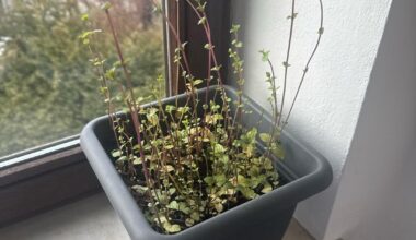 Wie kann ich diese Minze pflegen?