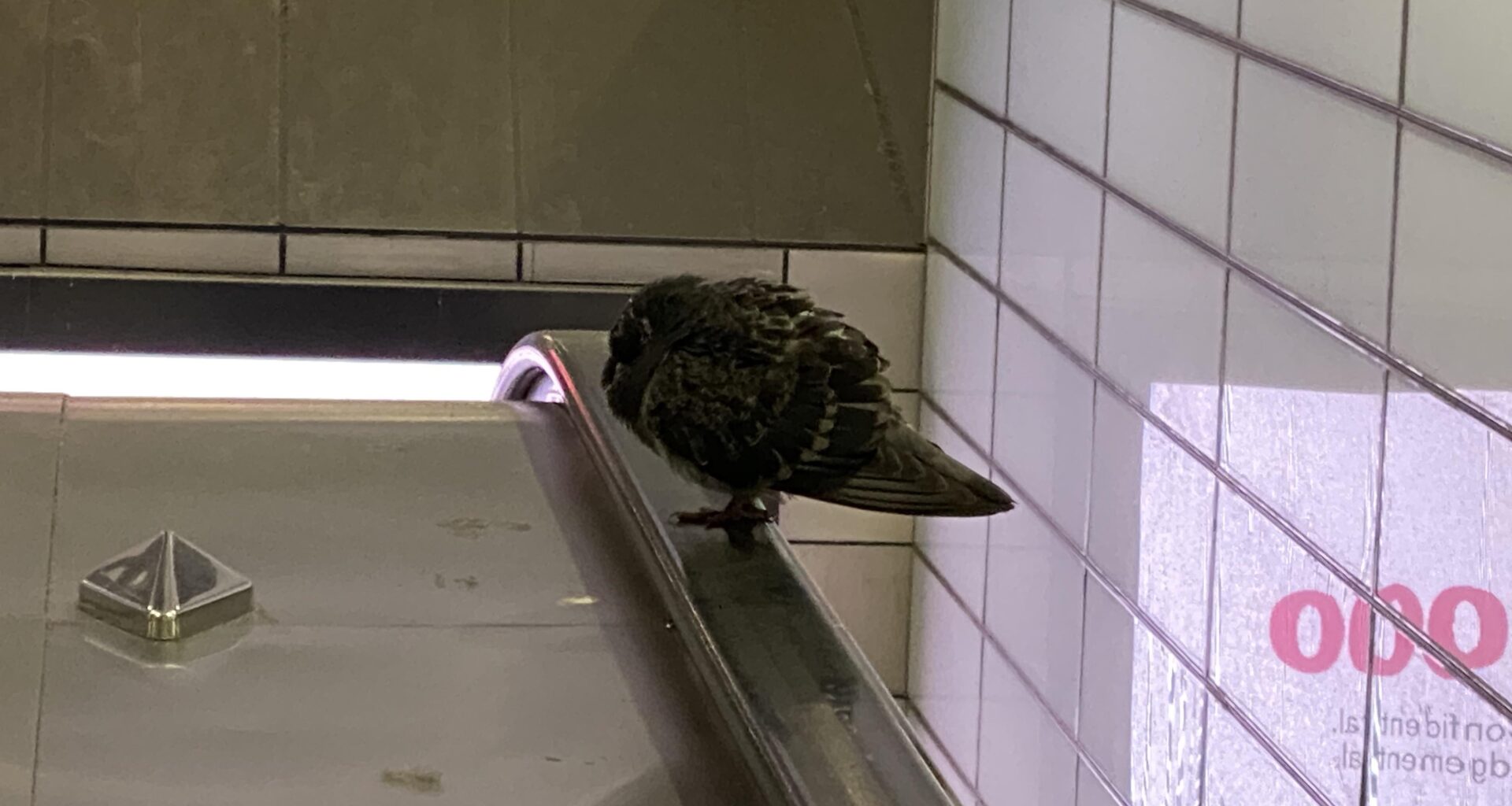Escalator at Euston station closed as a pigeon as died on the handrail