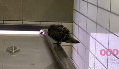 Escalator at Euston station closed as a pigeon as died on the handrail