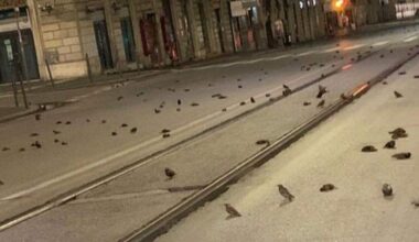 Моля, въздържайте се от пускане на фойерверки в новогодишната нощ или поне не го правете едновременно с други хора. Фойерверките и експлозиите са изключително смъртоносни за животните.