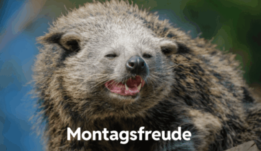 Montagsfreude