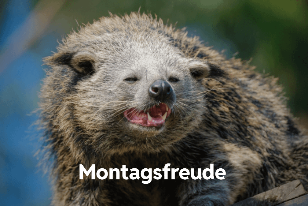 Montagsfreude