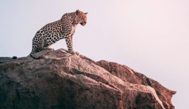 From Cape Town to Rio: International Cooperation to Address Crimes That Affect the Environment - Story