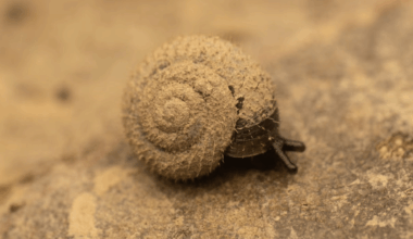 German hairy snails are disappearing from London's River Thames