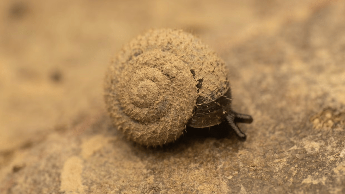 German hairy snails are disappearing from London's River Thames