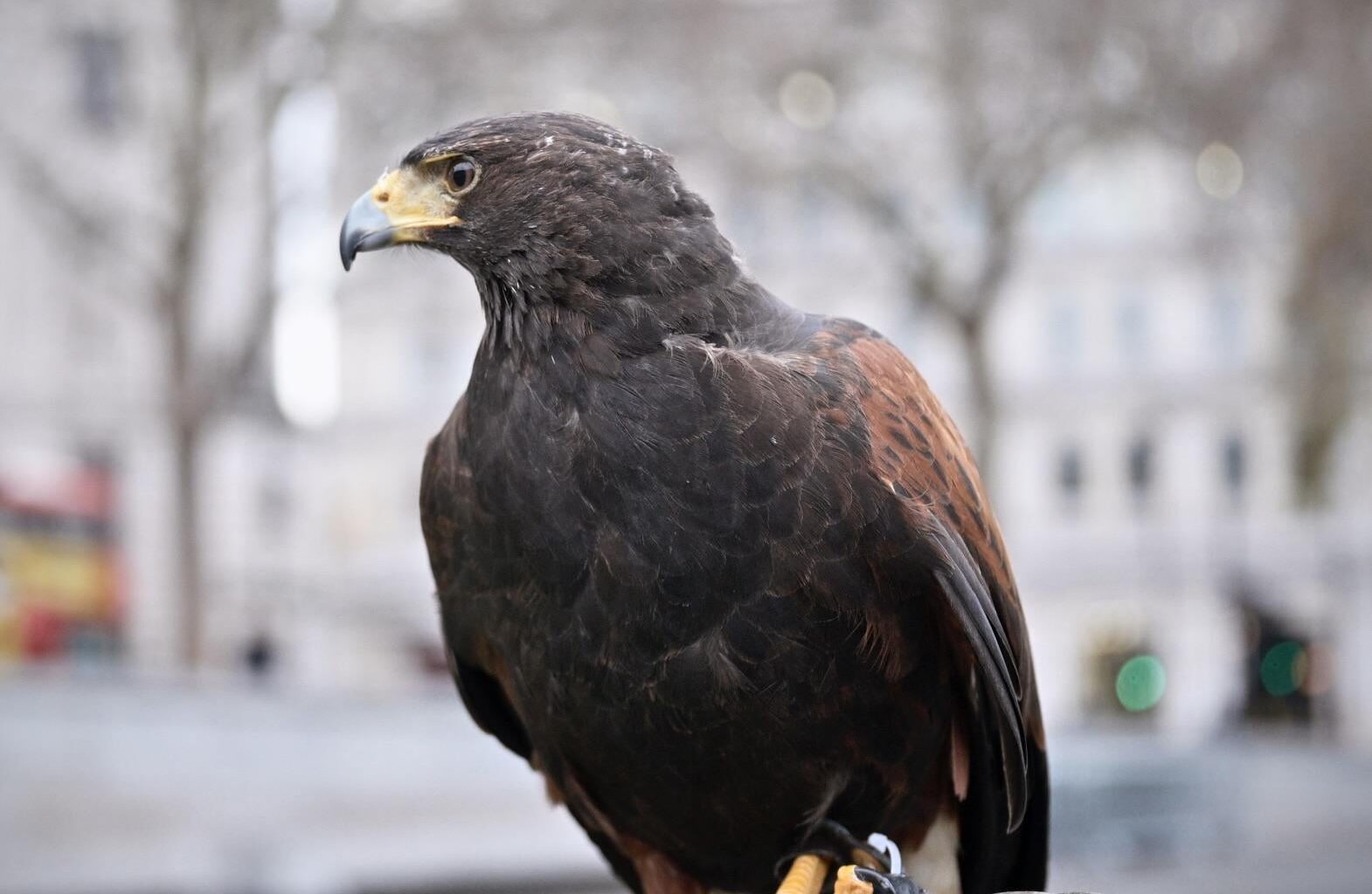 Just met this guy whose job it is to keep the pigeons out of Trafalgar Square.