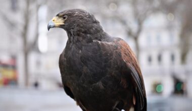Just met this guy whose job it is to keep the pigeons out of Trafalgar Square.