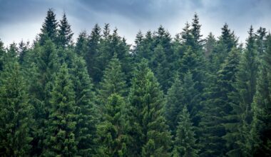 Siffrorna bekräftar: Skogen binder mer koldioxid än Sverige släpper ut