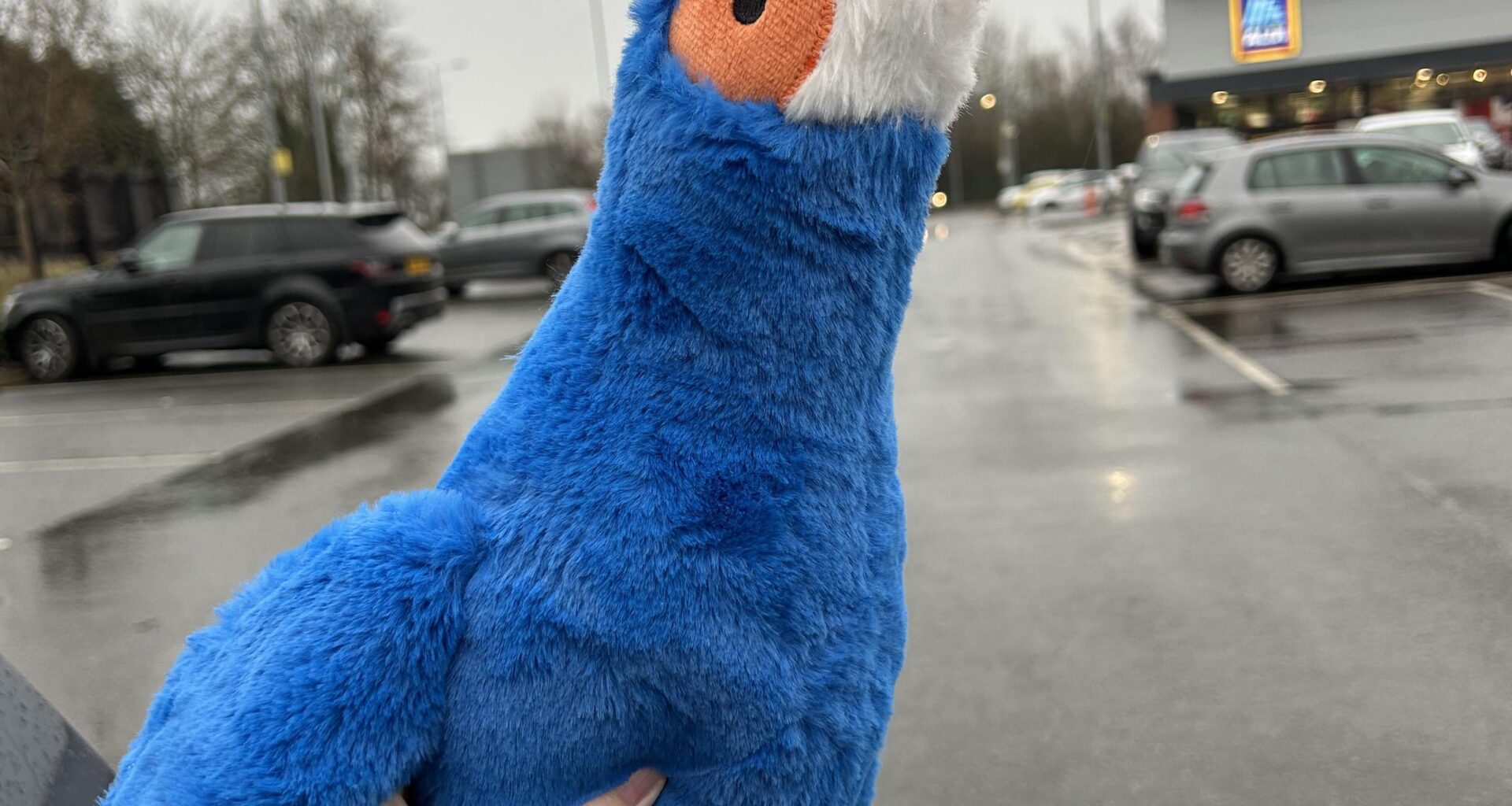 Went into Aldi for camembert and walked out with a £3.99 Honking Bird (Toucan)