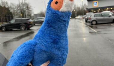 Went into Aldi for camembert and walked out with a £3.99 Honking Bird (Toucan)