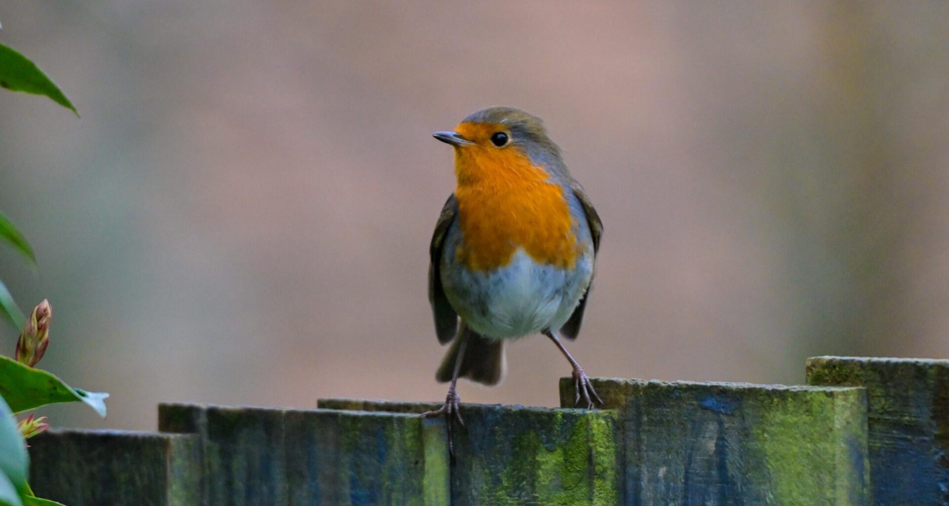 Robin power stance