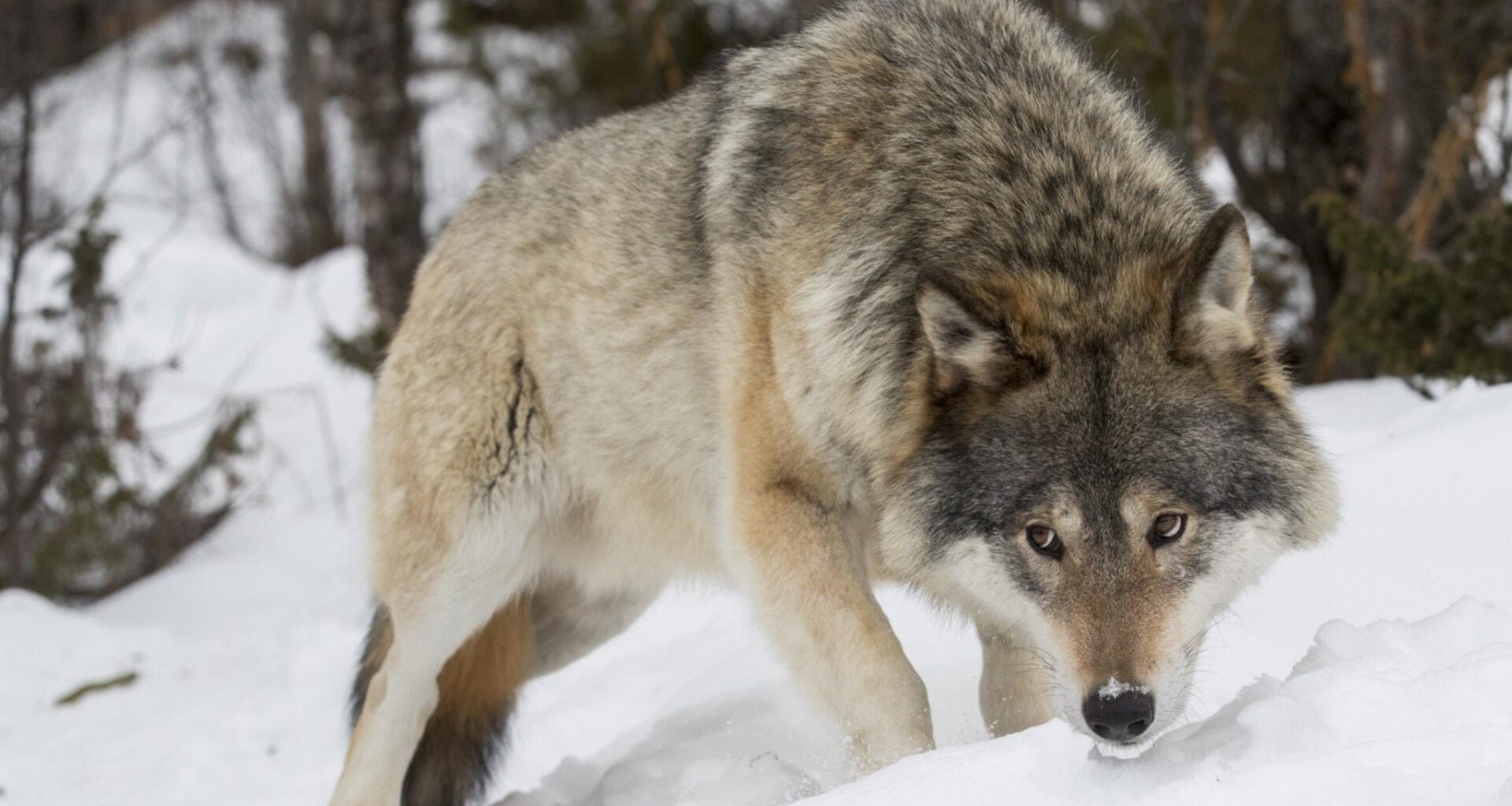 Trots tredubblad vargstam – angrepp på tamdjur har inte ökat - Vetenskapsradion Nyheter