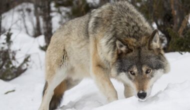 Trots tredubblad vargstam – angrepp på tamdjur har inte ökat - Vetenskapsradion Nyheter