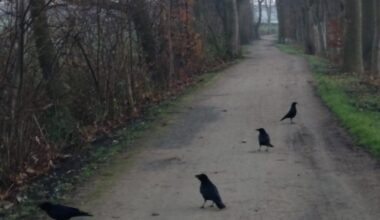 Good morning Girls and Boys 😀