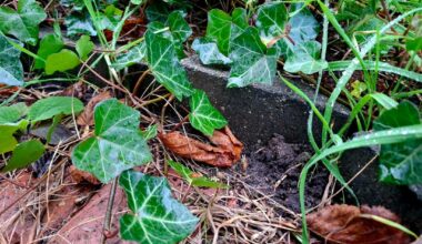 Überfordert mit Gartenarbeit – viel Efeu, verwachsene Rasenkanten, alte Wurzeln… womit fängt man an?