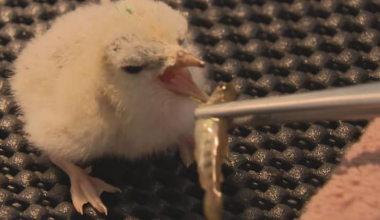 Rare tara iti chicks hatch at Auckland Zoo — NZ's rarest breeding bird