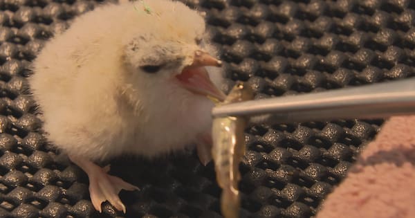 Rare tara iti chicks hatch at Auckland Zoo — NZ's rarest breeding bird