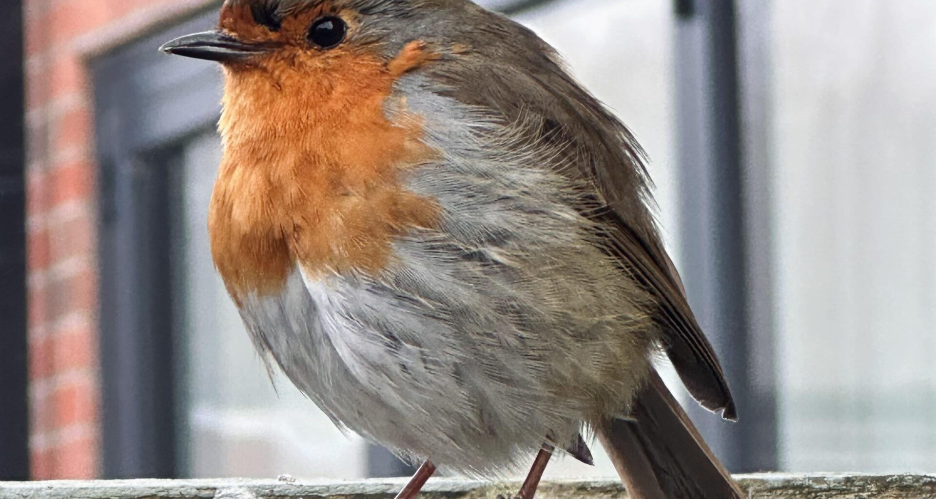 Happy New Year from me and my little mate ✌️