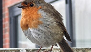 Happy New Year from me and my little mate ✌️