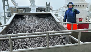 New advice leaves Norway set for another year of zero Barents Sea capelin catch