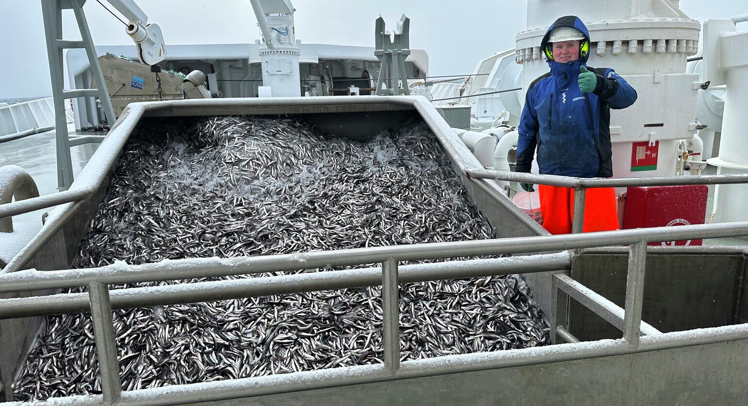 New advice leaves Norway set for another year of zero Barents Sea capelin catch