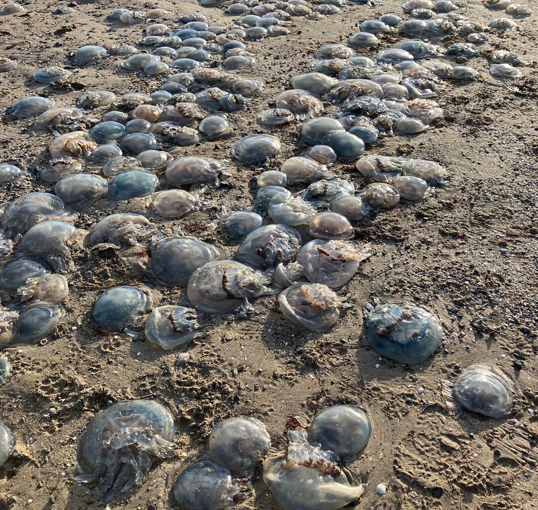 Jellyfish on the beach